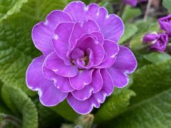 Primula 'Marie Crousse' by Elizabeth Lawson (US): A double with a long history. I can't remember where I got it. It was quite unhappy where I planted it, but I kept moving it around, and now it flowers and flowers